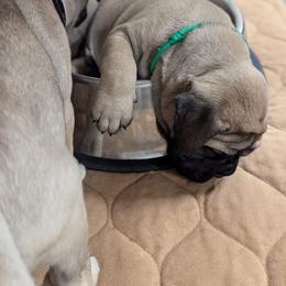 Bullmastiff Puppies from Ironward Bullmastiffs