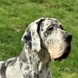 Isla - Great Dane