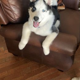 Siberian Husky All Grown Up from WolfPackk