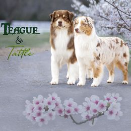 Australian Shepherd puppies from Crystalbrook Aussies