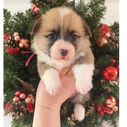 Hazel girl 2 Red - Sable female Pembroke Welsh Corgi puppy in Shelley, Idaho from Whistling Wind Corgi’s