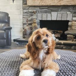 Roo - Buff and white female Cocker Spaniel puppy in Howell, Michigan from Robbin's Treasures