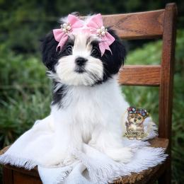 Korean Meadow - Black and white female Mal-Shi puppy in Barren Springs, Virginia from Seeking Shalom Acres Maltese, Maltipoos & Havamalts