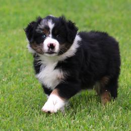 Dixie  blue merle female - Blue merle female Australian Shepherd puppy in Cookeville, Tennessee from Spring Creek Aussies