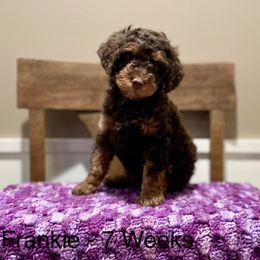 Poodle Puppies from Grandy’s Pretty Poodles