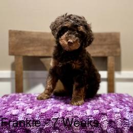 Poodle Puppies from Grandy’s Pretty Poodles