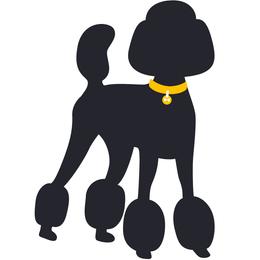 Orange collar boy - Black male Poodle puppy in Forest City, Florida from Forest City Standard Poodles