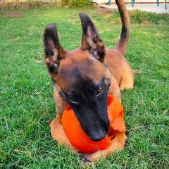 Belgian Malinois and Dutch Shepherd Puppies from Cavalier K9