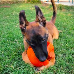 Belgian Malinois and Dutch Shepherd Puppies from Cavalier K9