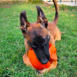 Belgian Malinois and Dutch Shepherd Puppies from Cavalier K9
