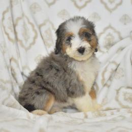Aussiedoodle puppies from PTK Ranch