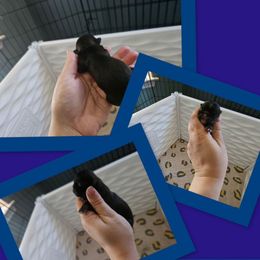 The Skipper - Black male Shih Tzu puppy in Kempner, Texas from Shih Tzu Reign