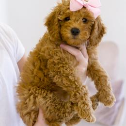 Goldendoodle Puppies from Dean Doodles