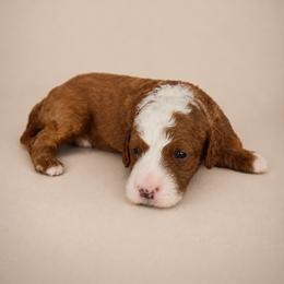 Rip - Red  male Goldendoodle puppy in Floyd, Virginia from Hearts and Paws Poodles and Doodles