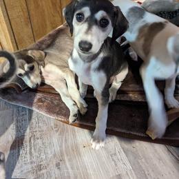 Saluki Puppies from Sahar Paz Salukis