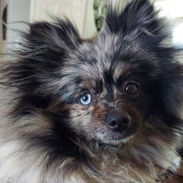 Annie - Pomeranian