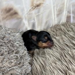 Carter - Black and gold male Yorkshire Terrier puppy in Tyler, Texas from YorkiStars