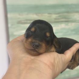 Tilly boy 2 - Blue and tan male Dachshund puppy in Lakeland, Florida from Elite Doxies Florida