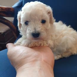 Elliot - Cream male Poodle puppy in Blanch, North Carolina from Faithful Hearts Kennel