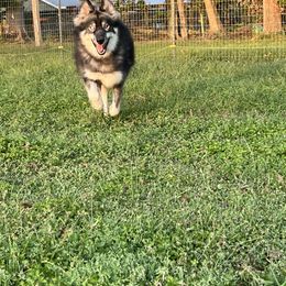 Denim - Siberian Husky