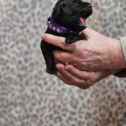 Purple Collar - Black female Labrador Retriever puppy in Boyd, Minnesota from Lindley Labradors