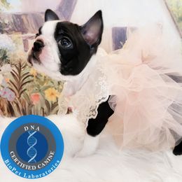 Boston Terrier Puppies from Our Gang Bostons