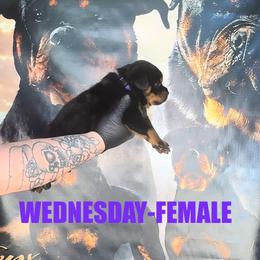 Girl 2 - Black and tan female Rottweiler puppy in Cincinnati, Ohio from Concrete Kennels