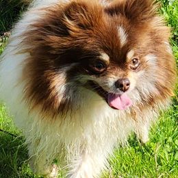 Freya - Pomeranian puppy from Mountain Mama's Poms