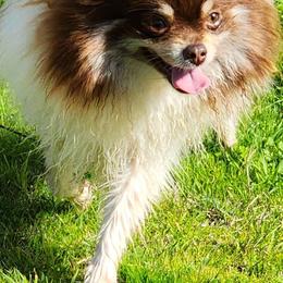 Freya - Pomeranian puppy from Mountain Mama's Poms