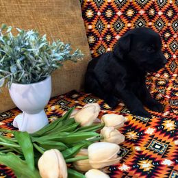 Boy - Black male Giant Schnauzer puppy in Many, Louisiana from Toledo Bend Giants Vom Zitronen