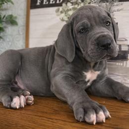 Ava - Blue female Great Dane puppy in Carencro, Louisiana from Halsey Danes