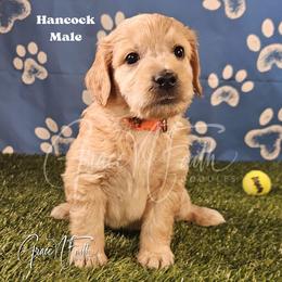 Hancock - Apricot male Goldendoodle puppy in Peyton, Colorado from Grace N Faith Doodles
