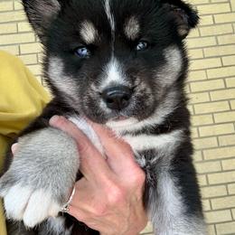 Blizzard - Agouti and white male Siberian Husky puppy in Walker, Louisiana from TRUHUSKY SIBERIANS