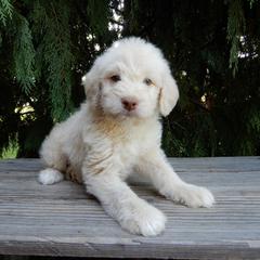 Dakota - Cream male Labradoodle puppy in Millersburg, Ohio from My Pals