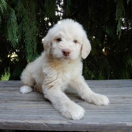 Dakota - Cream male Labradoodle puppy in Millersburg, Ohio from My Pals