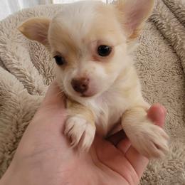 Maya - Cream and white female Chihuahua puppy in Space Coast, Florida from ChibiChi