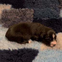 Boy 1 - Black tri male Miniature American Shepherd puppy in Kamuela On The Big Island, Hawaii from Royal Hawaiian Aussies LLC