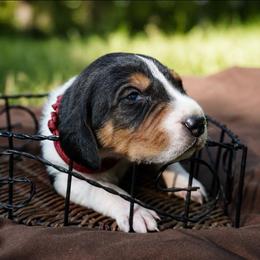 Red boy - Tri-colored male Treeing Walker Coonhound puppy in Lovelady, Texas from 3 Color Kennel