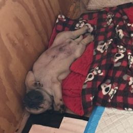 Puppy2 - Fawn male Pug puppy in Saint Johns, Michigan from Harmony Herd Family Farm AKC Pugs