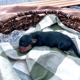 T-Bone.AKC.PRA-clear.3800 - Black and cream male Dachshund puppy in Dover, Oklahoma from Freckles and Furballs