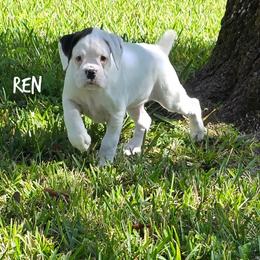 Ren - Brindle female Boxer puppy in Spring Hill, Florida from Hart's Grand Boxers