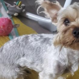 Companion Crosses and Yorkshire Terriers from Jenny's Yorkies
