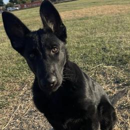 German Shepherds from Vom Caldera