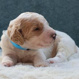 Scout - Parti male Goldendoodle puppy in Cherry Creek, New York from Doodles Pups of NY