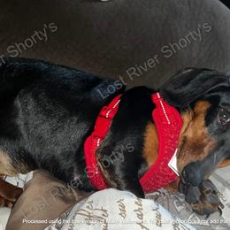 Dachshunds from Lost River Shorty's