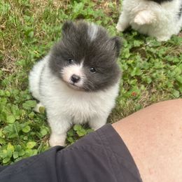AKC JAX 5wks - Blue parti male Pomeranian puppy in Madison, Ohio from PawSitive Therapy Pomeranians