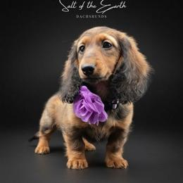 Purple Collar - Red female Dachshund puppy in Zebulon, North Carolina from Salt of the Earth Dachshunds