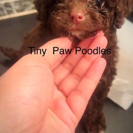 Poodle Puppies from Tiny Toy Poodles