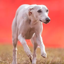 Pearl - Whippet