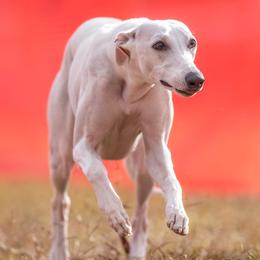 Pearl - Whippet